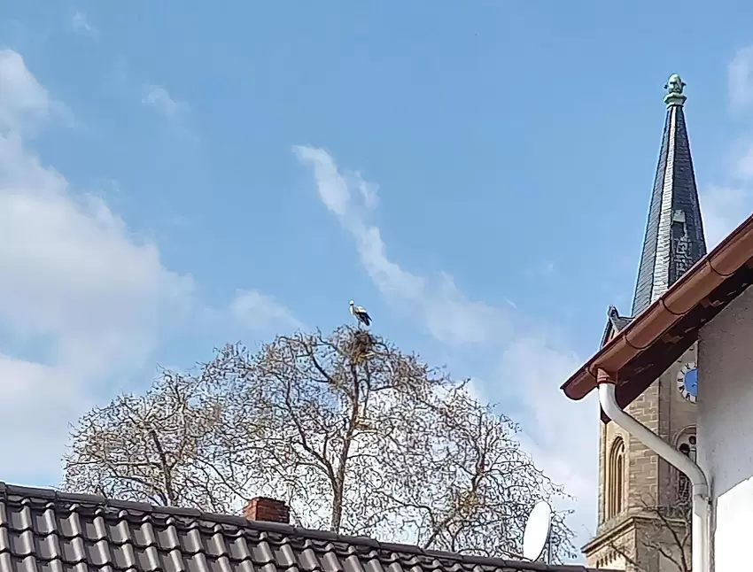 "Gestern haben wir einen Storch in Erpolzheim gesichtet. Es sah so aus, als ob er anfangen würde, ein Nest zu bauen. Oder war er