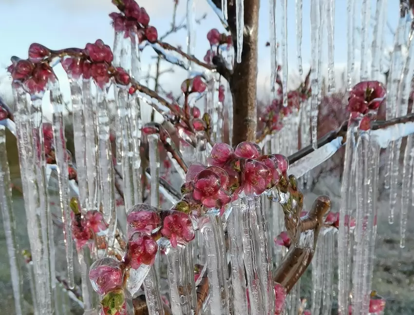 Frost kann vor extremer Kälte schützen: Zumindest diese Blüten, die Christine Kirsch am Dienstagmorgen fotografiert hat. Die bun