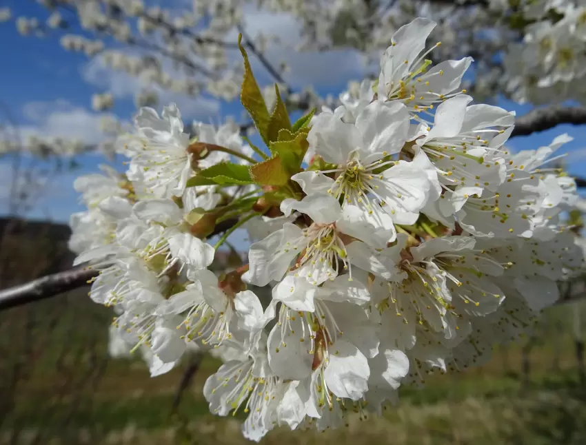 Einen Gruß von der »Kirschblüten-Hanami in Weisenheim am Berg«, schickt Jörg Schreiner.