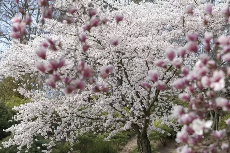 Blütentraum im japanischen Garten in Kaiserslautern: Die Termine für einen Besuch waren am Ostersonntag komplett ausgebucht. 