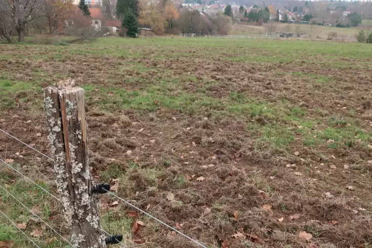 Die von Wildschweinen angerichteten Schäden sind mittlerweile behoben, die Wiesen wurden eingeebnet und teilweise neues Gras ges
