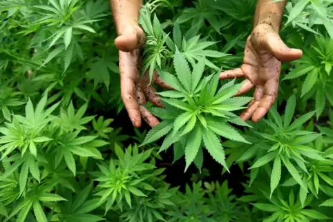 Cannabispflanzen wie diese hat der Angeklagte im Keller und im Garten eines Mietshauses gezüchtet, Nachbarn hielten sie zunächst