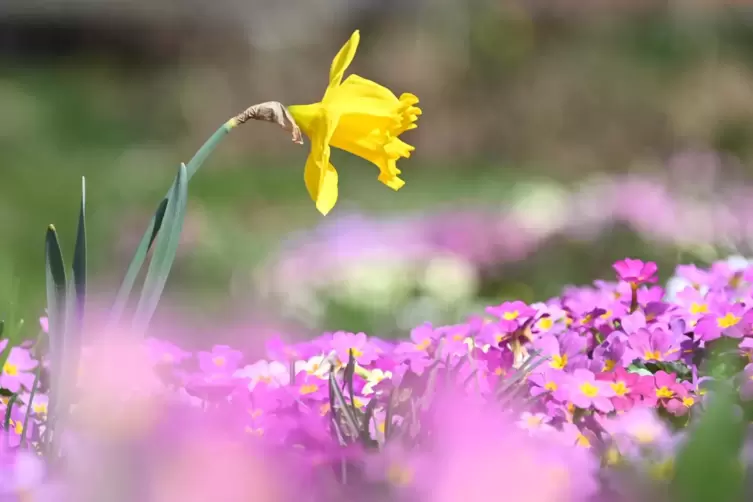 Schöne Blumen können die Besucher der Landesgartenschau Bad Neuenahr-Ahrweiler dann 2023 bewundern.