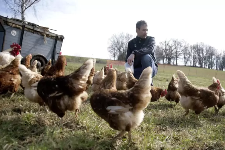 Andreas Ai hat das Gehege seiner 1300 Hühner neu gestaltet. 