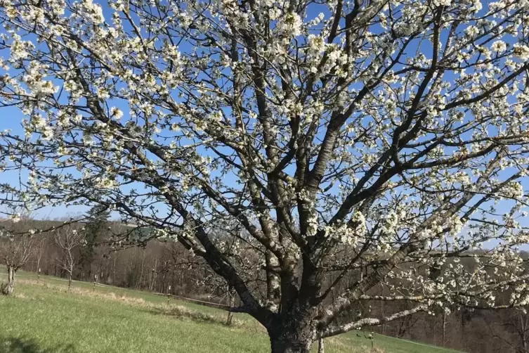 Die Kirschbäume stehen in voller Blüte – hier bei Contwig.