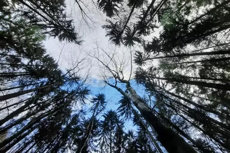 Der Käshofer Wald besteht zu 40 Prozent aus Nadelholz, den überwiegenden Teil bilden Laubbäume.