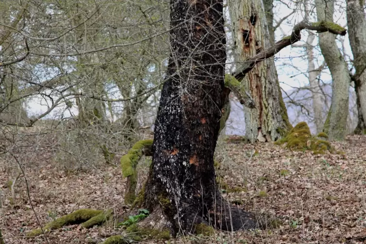 Diesen Ahornbaum mit gänzlich geschwärzter Rinde hat unser Leser Gerhard Jendryschik im Spendeltal fotografiert.