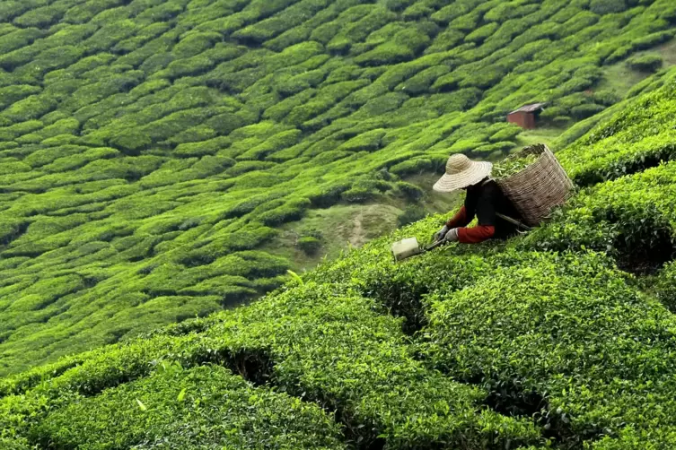 Es grünt so grün: Grüner Tee, unter anderem von den Tee-Plantagen Japans, entspannt Geist und Haut. 