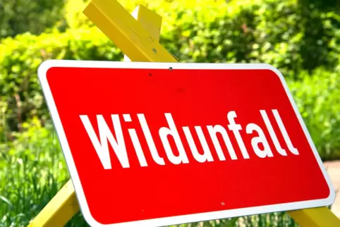 501 Wildunfälle wurden der Polizeiinspektion Lauterecken im vergangenen Jahr gmeldet. 