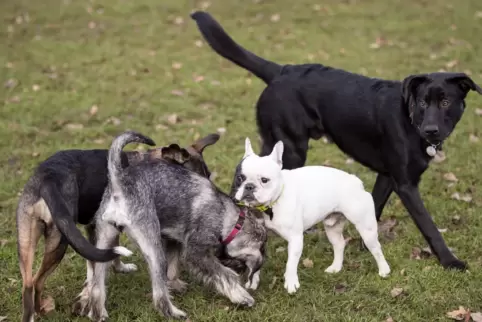 Auf Hundewiesen können sich die Tiere austoben und gegenseitig kennenlernen. 