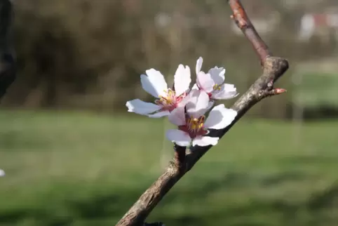 Während mancherorts im Landkreis die Blüten erfroren sind, hatte Ewald Marschall aus Schallodenbach Glück: In seinem Garten hat 