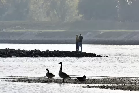 Heute ein Naturidyll, aber im Jahr 1987 ereignete sich auf dem Rhein bei Maxau ein folgenschweres Schiffsunglück. 