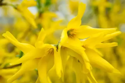Forsythien
