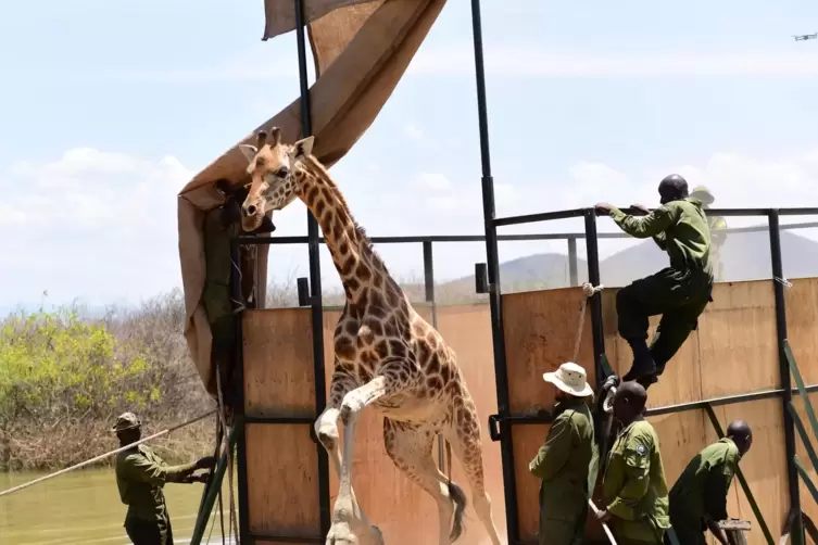 Die Giraffen waren erst 2011 auf die Insel umgesiedelt worden, um dort wieder eine Population aufzubauen. 