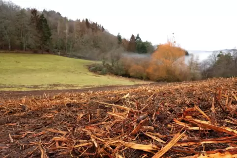 Stoppel statt Hecken und Sträucher. Im Landschaftsschutzgebiet bei Dennweiler-Frohnbach sorgte ein Kahlschlag zuletzt für Unmut.