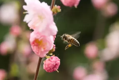 Auf zehn Flächen sollen sich in Mutterstadt wieder mehr Insekten ansiedeln. Sie sollen ökologisch aufgewertet werden.