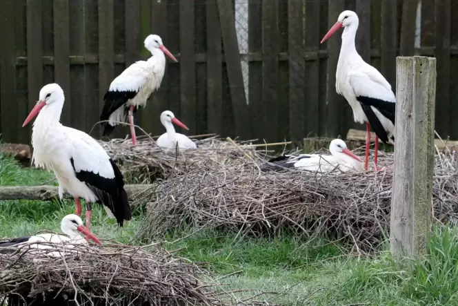Die Pärchen im Bornheimer Storchenzentrum wechseln sich beim Brüten ab. Ende April sollen die Küken schlüpfen. Die Pärchen im Bornheimer Storchenzentrum wechseln sich beim Brüten ab. Ende April sollen die Küken schlüpfen.