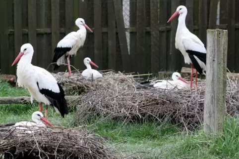 Die Pärchen im Bornheimer Storchenzentrum wechseln sich beim Brüten ab. Ende April sollen die Küken schlüpfen.