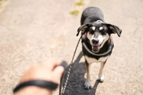 So ist es brav: der Hund an der Leine. 