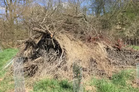 Der große Berg Totholz und Gebüsch war Lebensraum für viele Kleintiere.