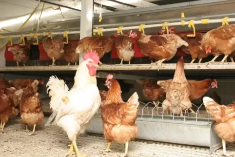 Die Stallpflicht für Geflügel bleibt vorerst bestehen. 