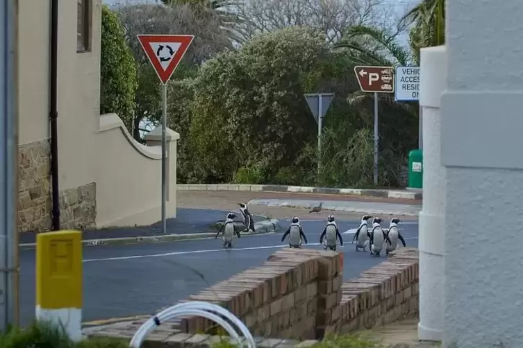 Scheren sich nicht um Ausgangssperren: Pinguine in der Stadt.