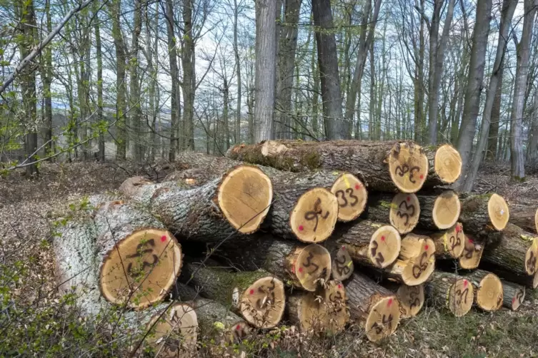 Im Busenberger Gemeindewald soll nur noch das Nötigste gemacht werden, da die Holzpreise im Keller sind.