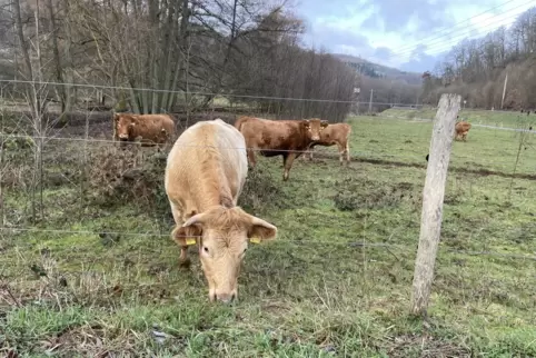 Einige der Rinder auf der kleineren Weide zwischen Friedelhausen und Niederstaufenbach. 