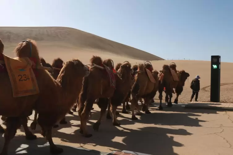 Die Kamelampel befindet sich am Ausgangspunkt vieler Reittouren, mit denen sich Bauern etwas dazuverdienen. 