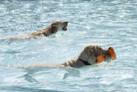 Andere Bäder bieten bereits Hundeschwimmtage an.