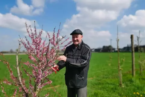 Gezielte Schnitte am Pfirsichbaum garantieren eine gute Ernte: Sebastian Hauptmann in seinem Element.