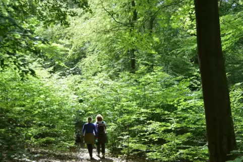 Fünf Landkreise in Rheinland-Pfalz sind zu mehr als die Hälfte mit Wald bedeckt. 