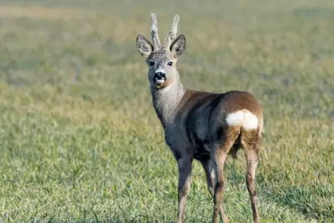 symbolbild_reh_rehbock_wild_dpa