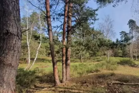 Ein Teil des Trockenwaldes, an dem der Schweighofener Naturerlebnispfad vorbeiführen soll. 