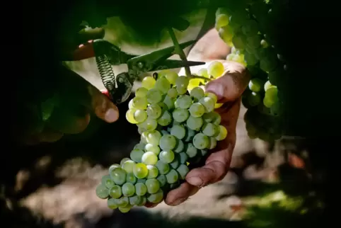 Weinlese: Für Winzerinnen wie Winzer harte Tage im Herbst mit verdientem Lohn.