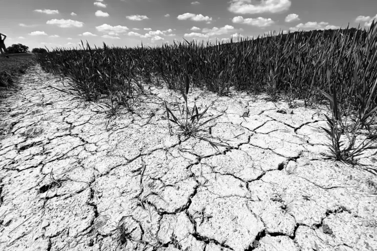 Erinnert an die Sahelzone: Trockenrisse in der Erde an einem Getreidefeld bei Heiligenmoschel im Frühsommer des vergangenen Jahr