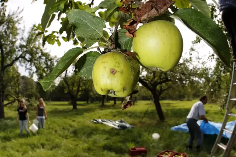 Lohn der M&uuml;hen: Ernte im Herbst. 