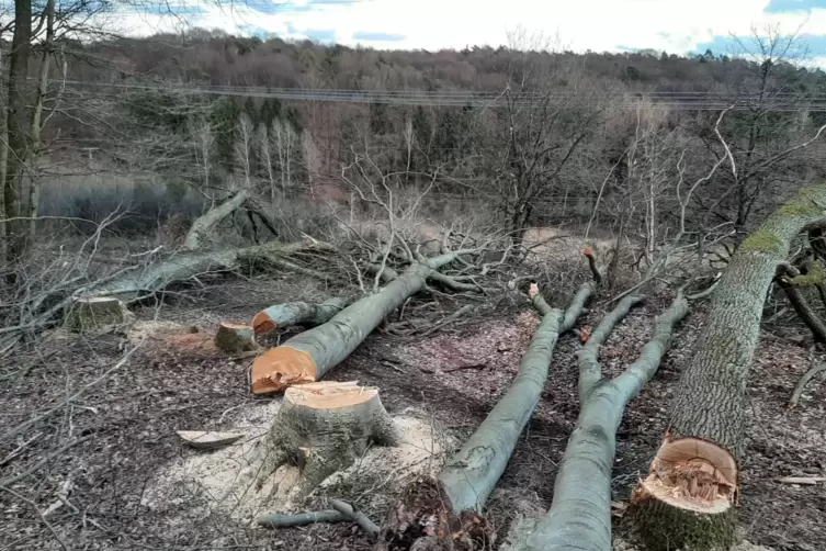  Alles plattgemacht: Rund 90 Bäume wurden beim Drehenthalerhof illegal gefällt.