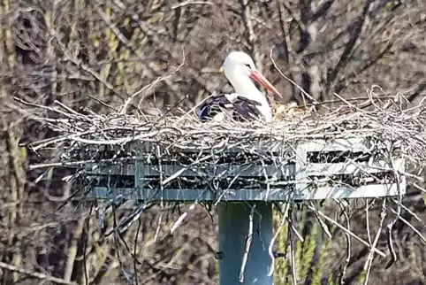 Das Storchenweibchen, das hier am Brüten ist, hat noch keinen Namen. Das soll sich bald ändern.