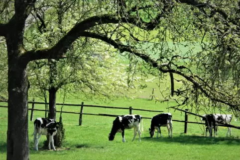 Der naturnahe, ländliche Wiesengarten, wo das Jungvieh unter blühenden Birnen-, Zwetschgen-, Mirabellen- und Kirschbäumen zufrie