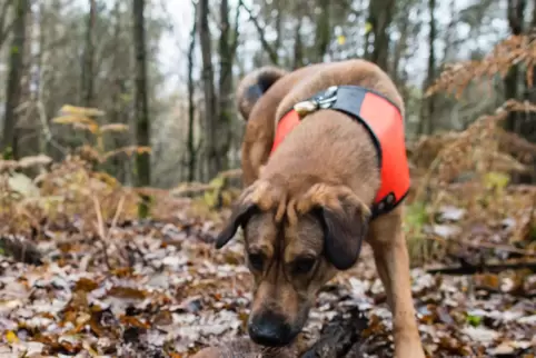 Noch bevor Suchhunde aktiv wurden, fand eine Spaziergängerin den vermissten Sechsjährigen. 
