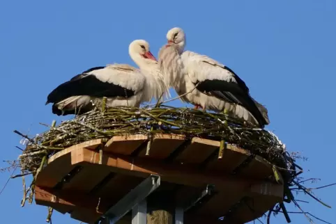 Fühlen sich offensichtlich wohl auf dem Gelände des Hofguts: die beiden Ruppertsberger Störche. 