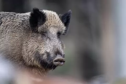 Dürfen aktuell gejagd werden: Wildschweine.