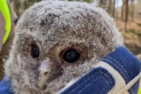 Die Babyeule wird nun im Wildpark Freisen aufgezogen. 