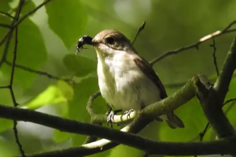 Erwischt: ein Trauerschnäpper mit Futter im Harthausener Wald.
