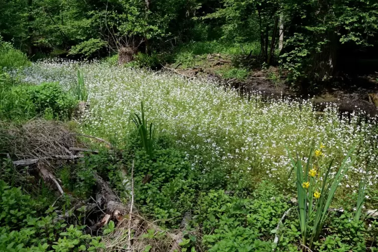Zugewachsen: Ein T&uuml;mpel im Allmendwald von Hanhofen mit vielen Bl&uuml;ten der Wasserfeder.