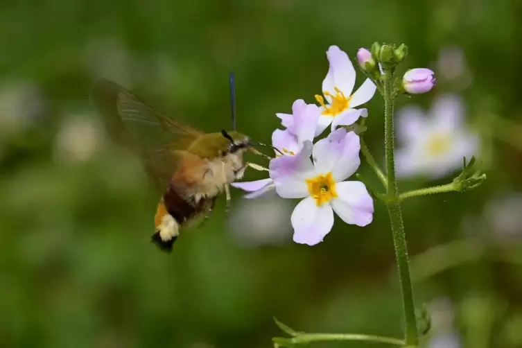 Flugk&uuml;nstler: Ein Hummelschw&auml;rmer (eine Falter-Art) labt sich an der Bl&uuml;te einer Wasserfeder im Allmendwald von Hanhofen. 