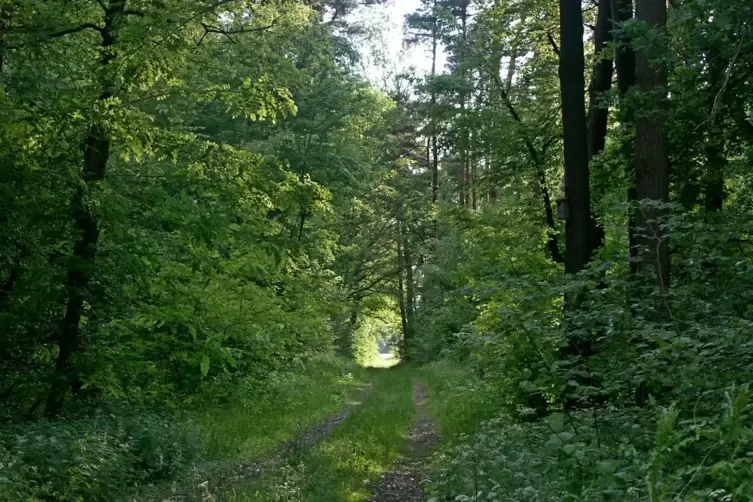 Dichte Vegetation: naturnaher Allmendwald von Hanhofen.