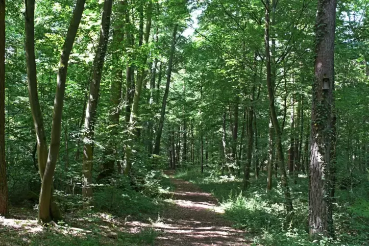 Mit lichten Stellen: der Streit&auml;ckerwald von Harthausen.