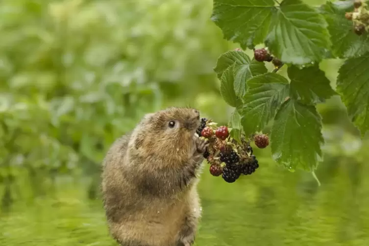 Wo sie in den Garten einzieht, wird’s nicht nur oberirdisch brenzlig für Früchte und Blumen: Die Wühlmaus liebt junge Wurzeln un